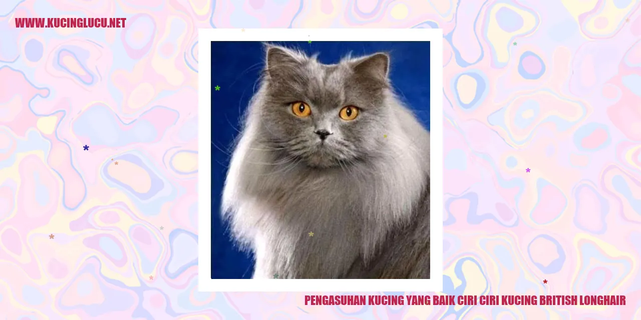 Kucing British Longhair