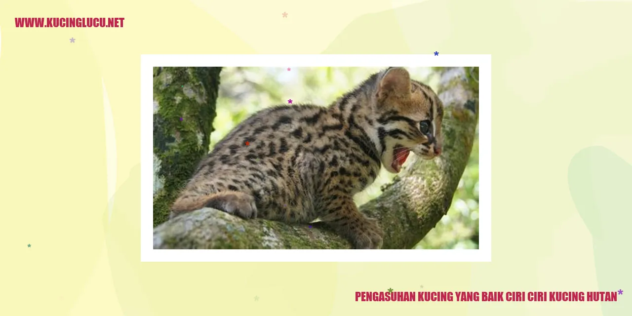 Kucing Hutan
