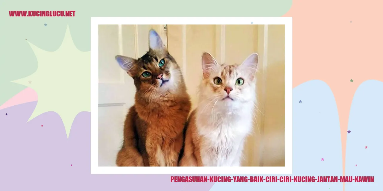 Ciri-ciri Kucing Jantan yang Ingin Kawin