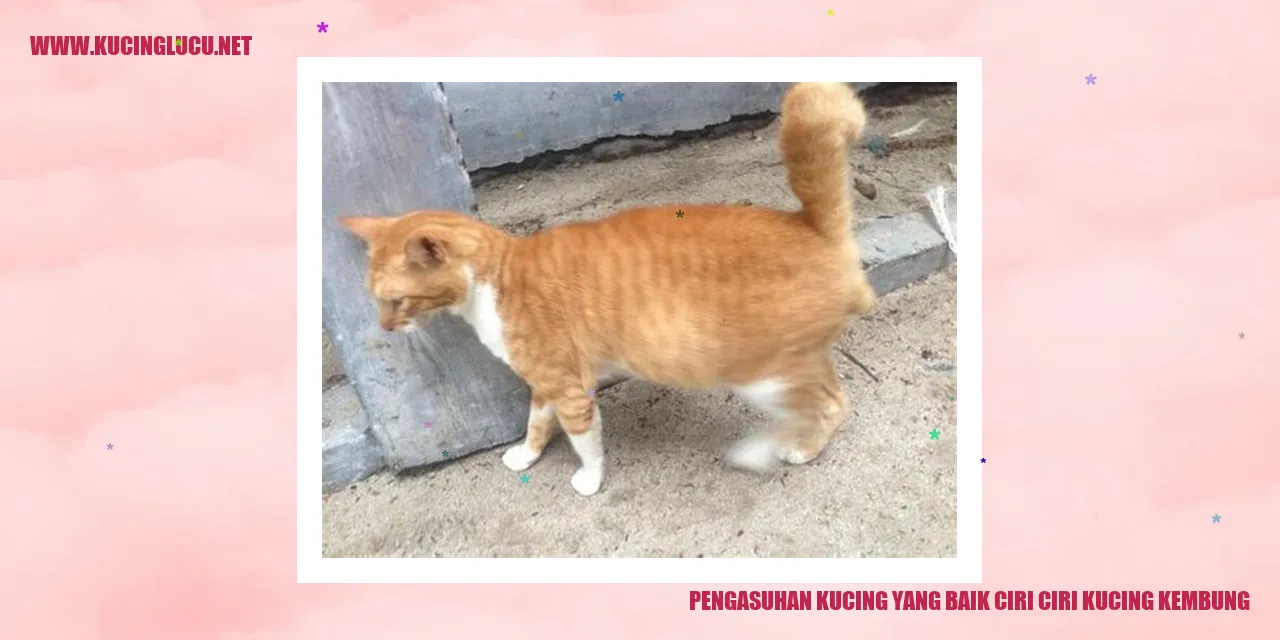 Gambar Kucing Kembung