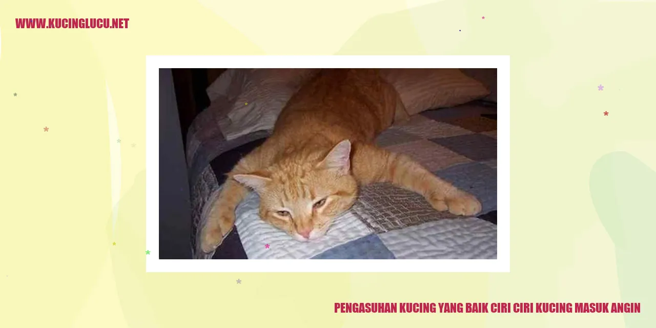 gambar kucing sehat