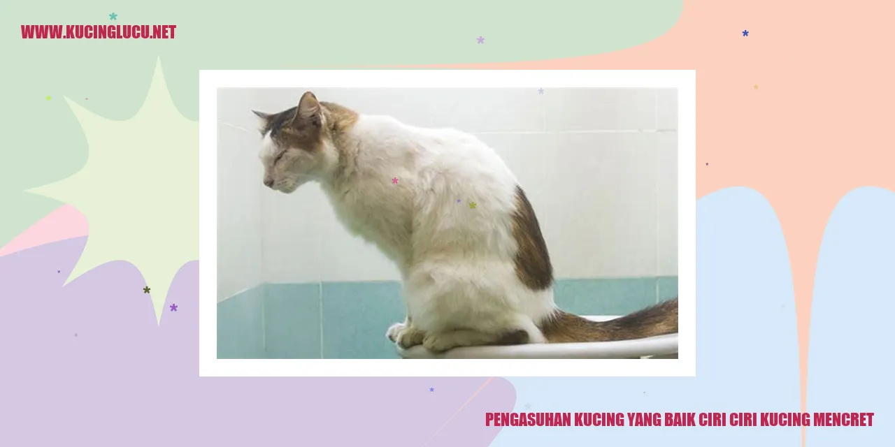 gambar kucing yang sehat