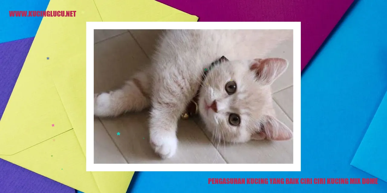 Gambar Kucing Mix Dome yang Menawan