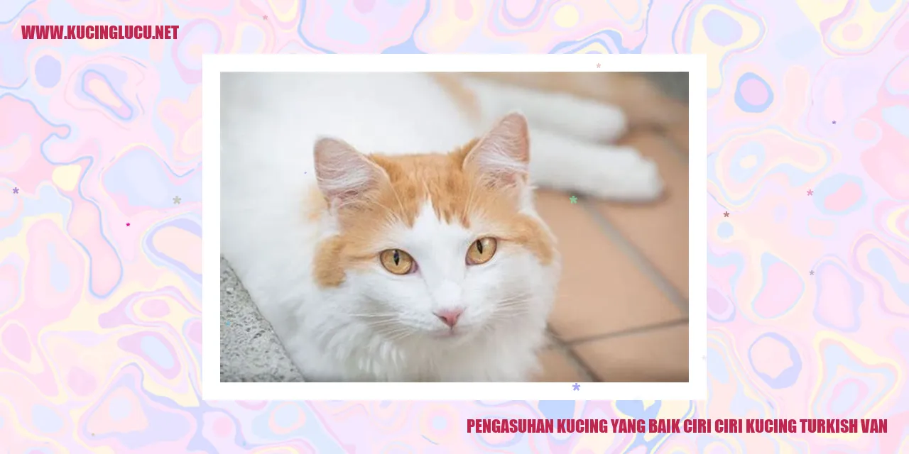 Kucing Turkish Van