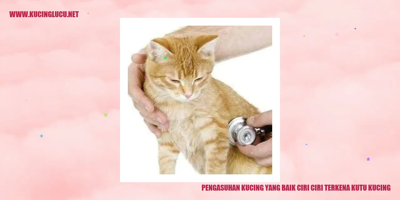 gambar kucing dengan kutu