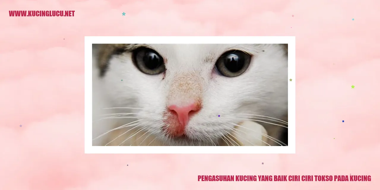 gambar kucing