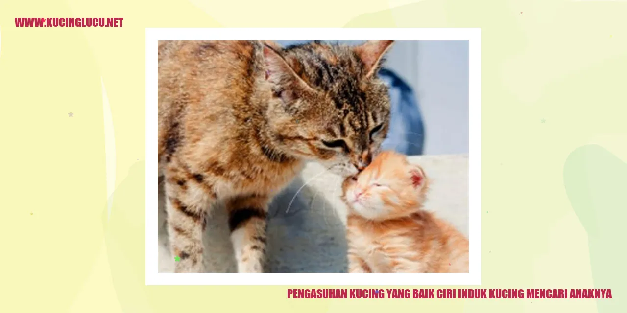 Induk kucing mencari anaknya