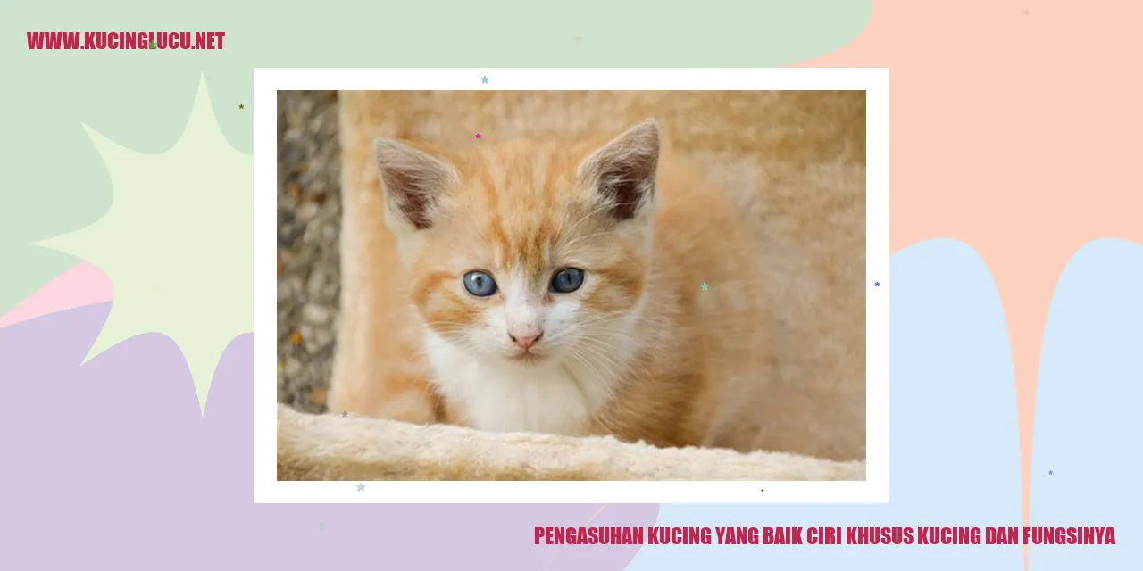 Panduan Merawat Kucing dengan Baik