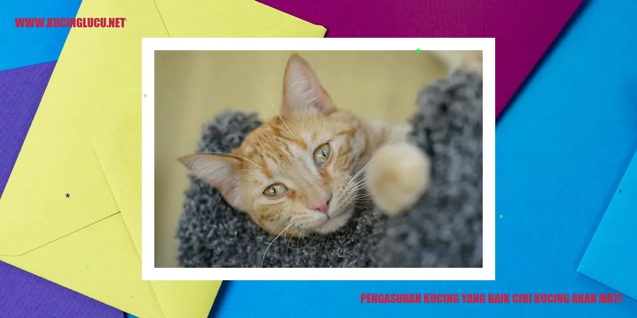 Kucing yang Sehat