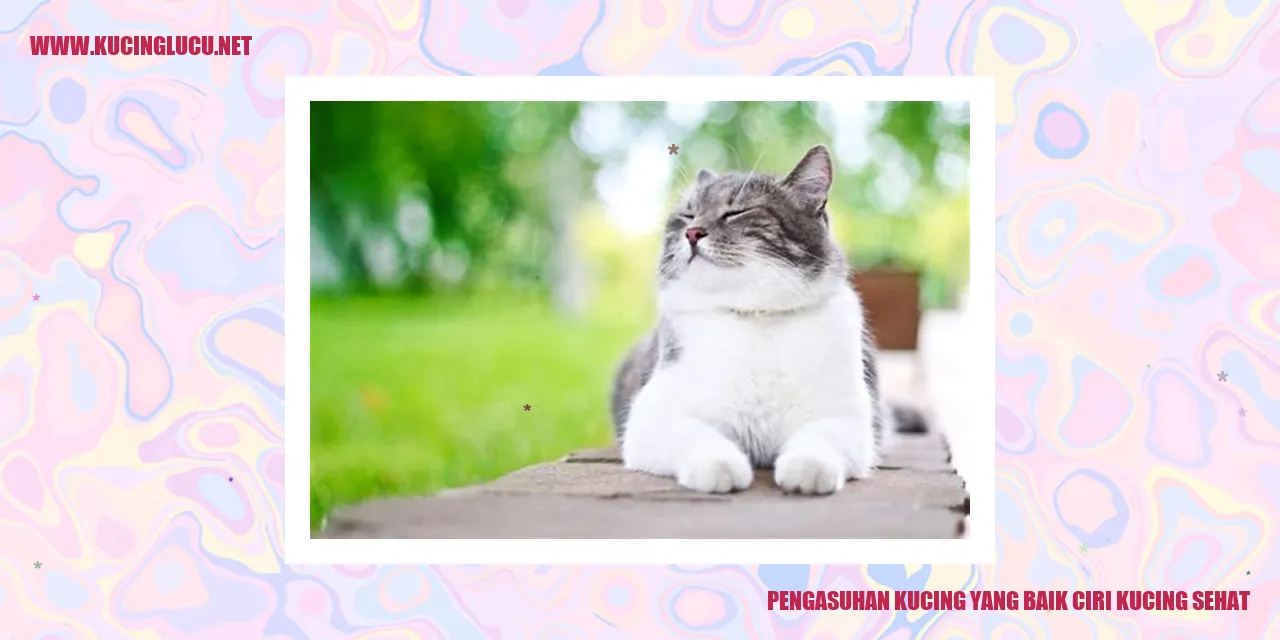 Gambar Kucing Sehat