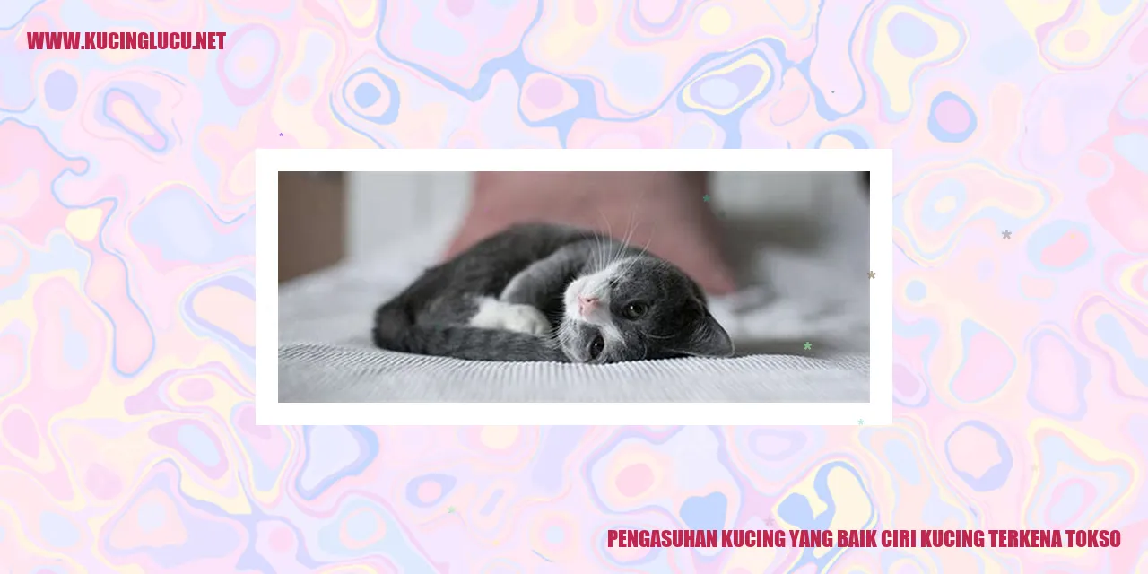 kucing yang sehat