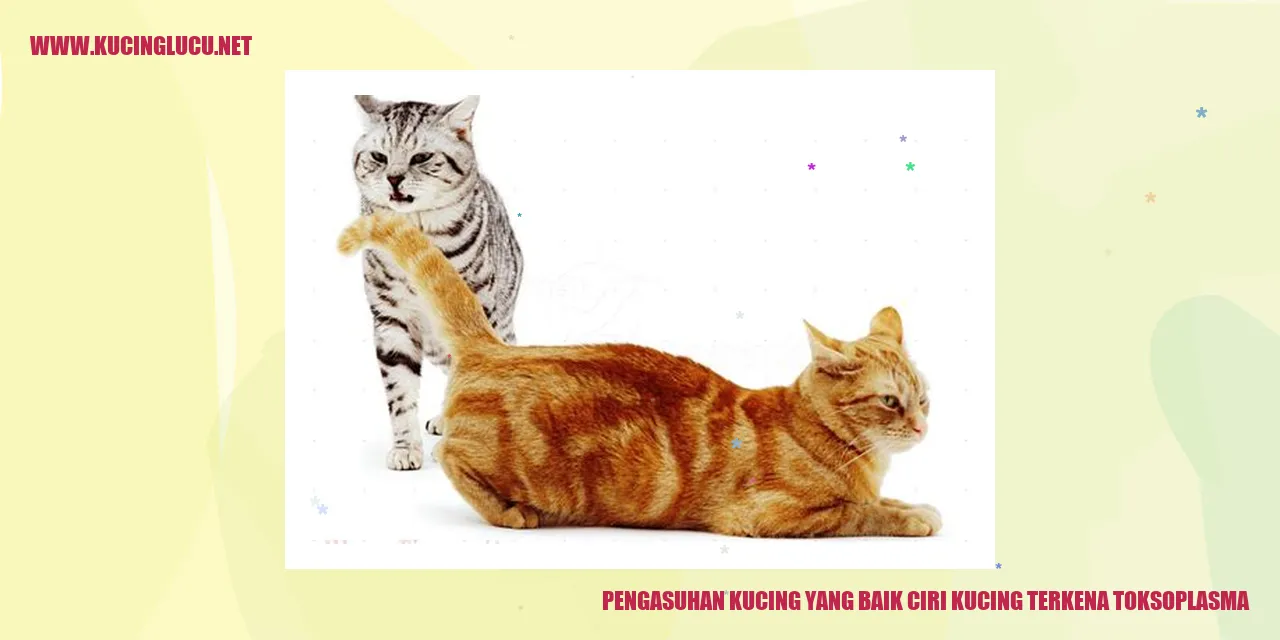 Gambar Kucing