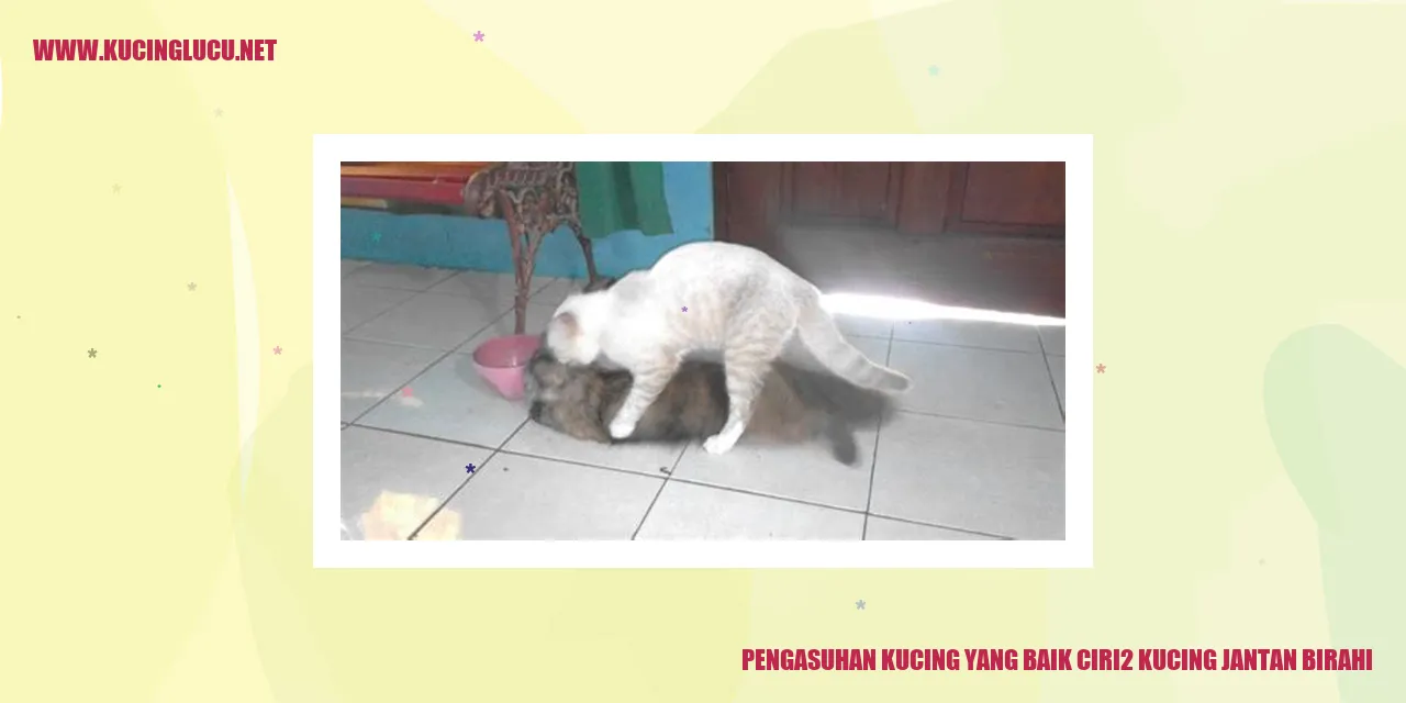 Kucing Jantan Birahi