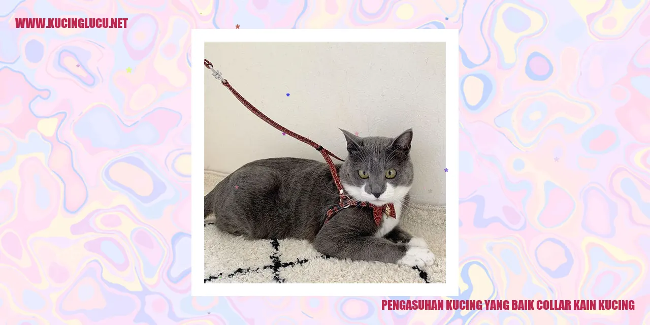 kucing dengan collar kain