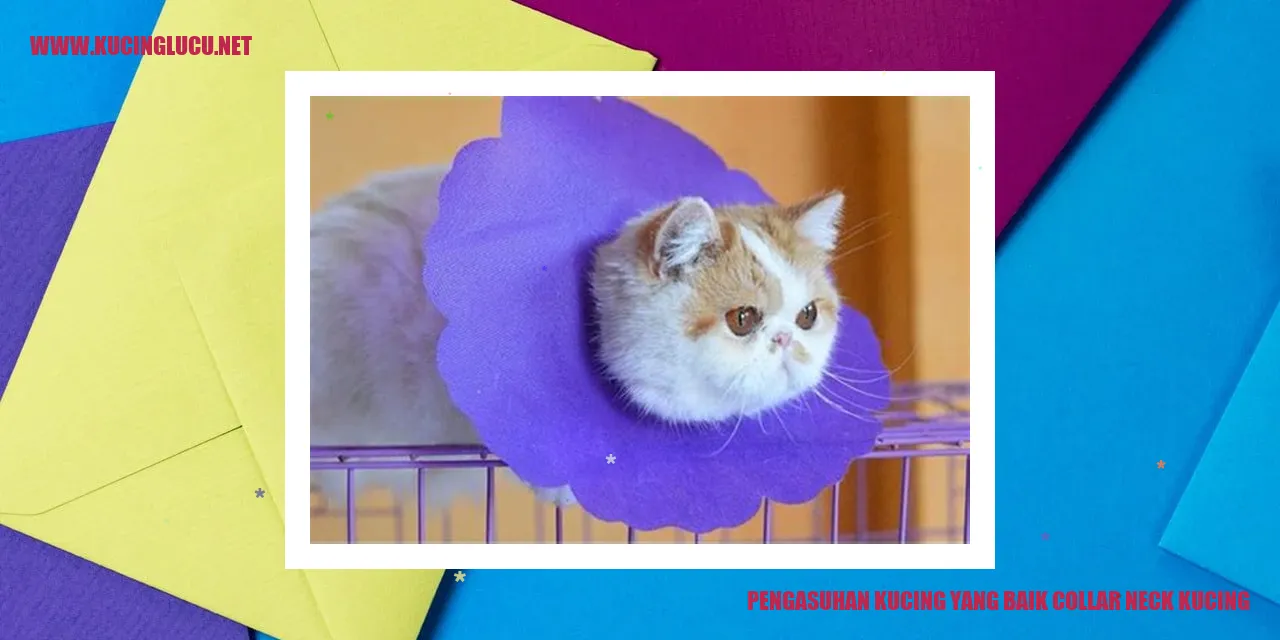 Kucing dengan collar leher