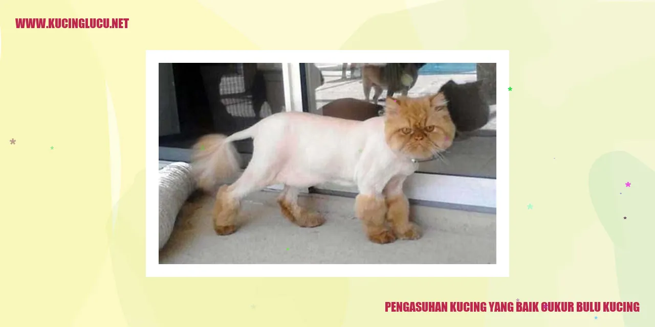 Kucing dengan bulu terjaga