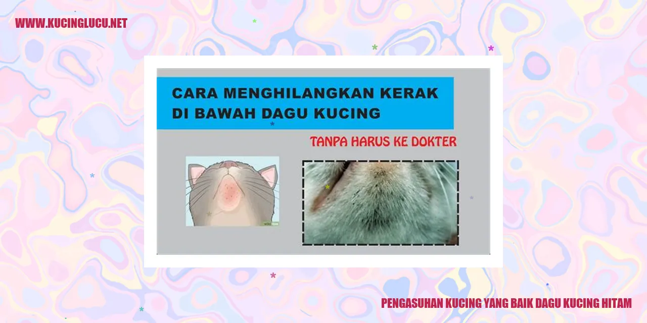Kucing hitam