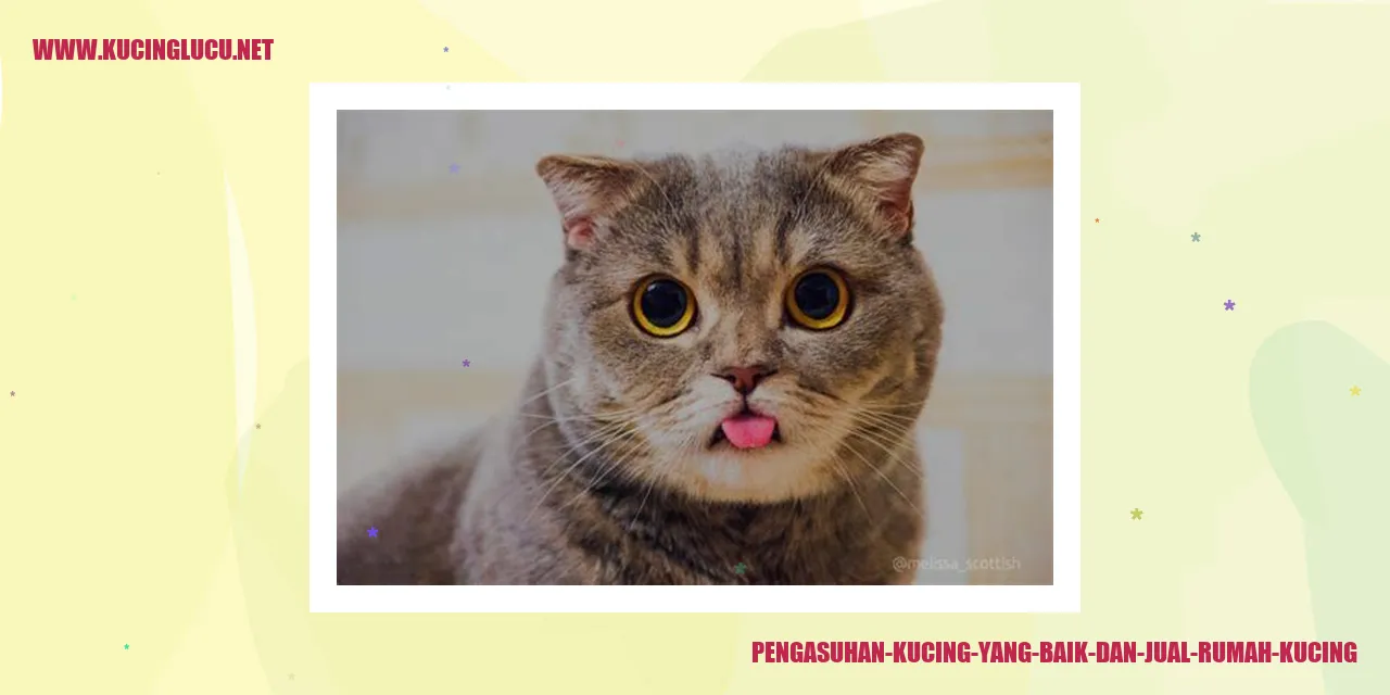 Kucing Sehat untuk Dijual