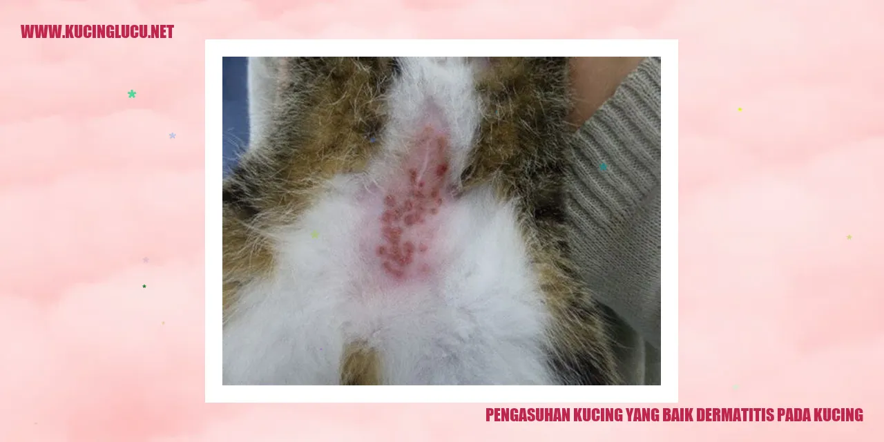 Pengasuhan Kucing yang Baik dermatitis pada kucing