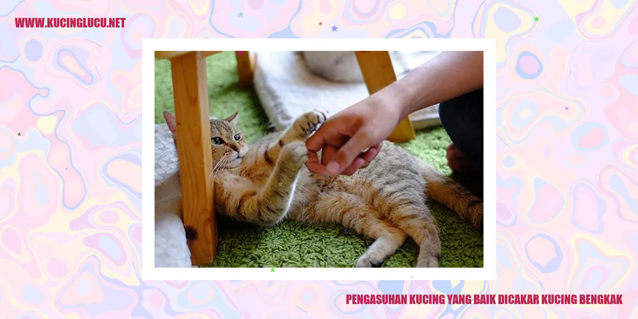 Cakaran kucing yang bengkak