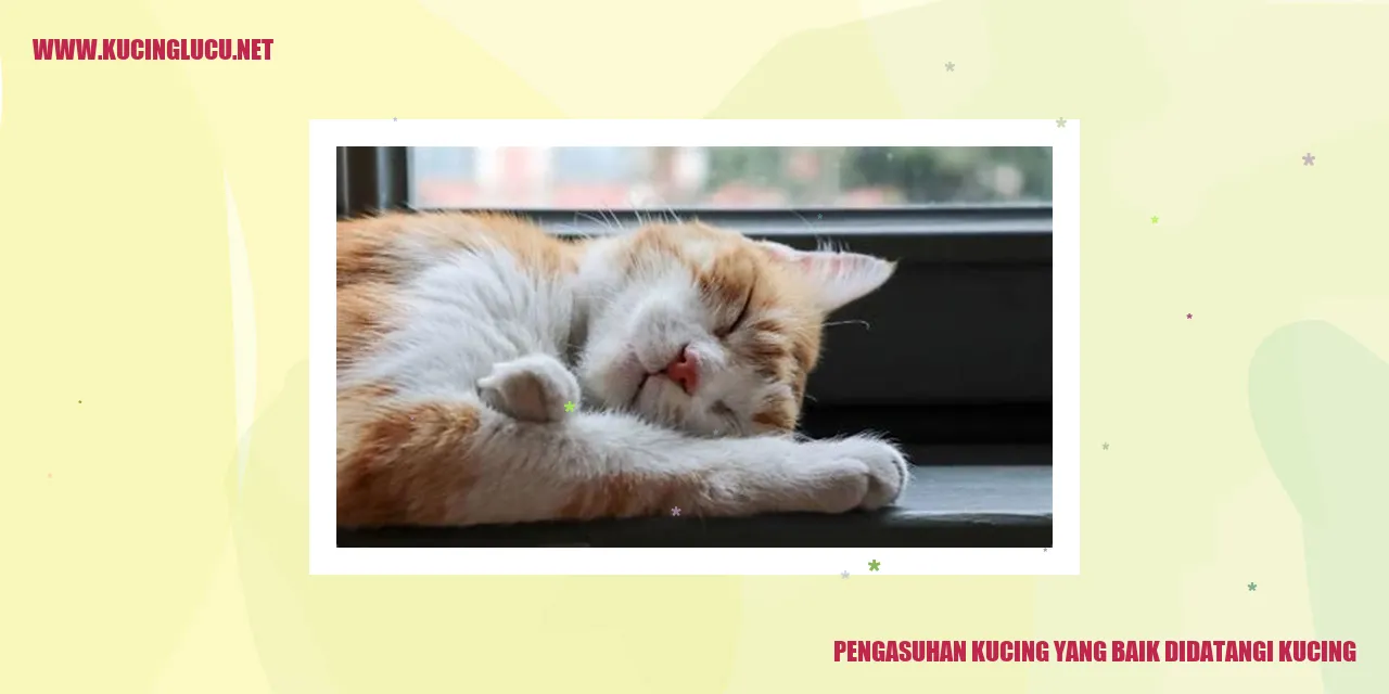Kucing Lucu