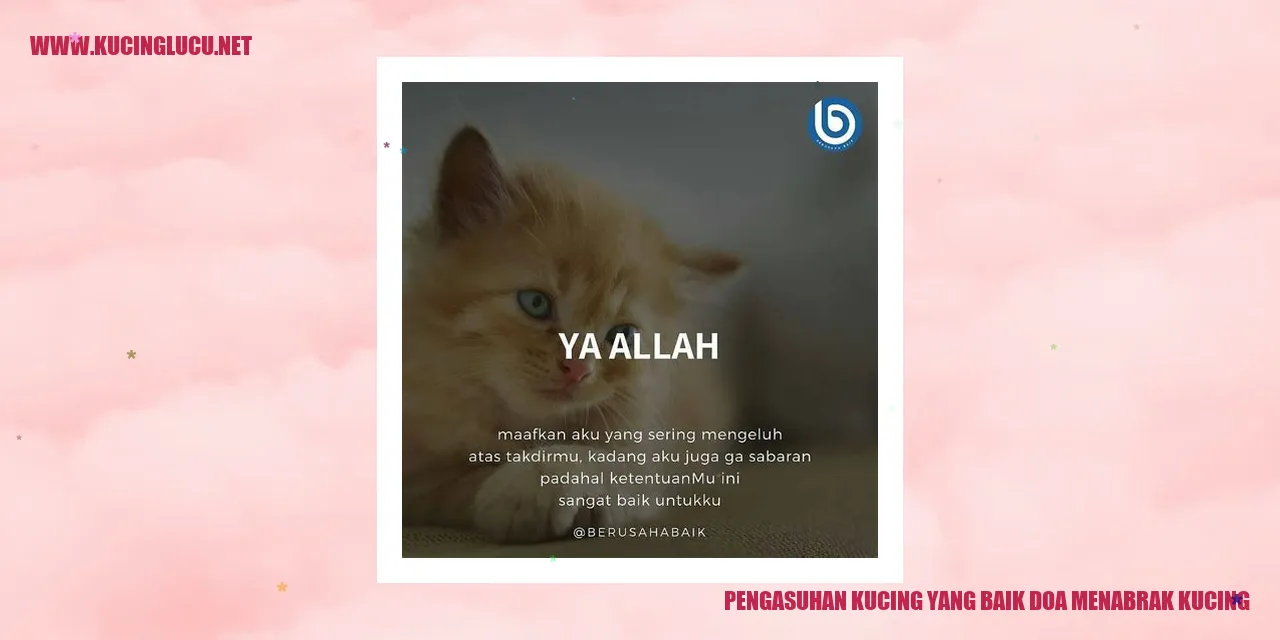 Kucing Lucu