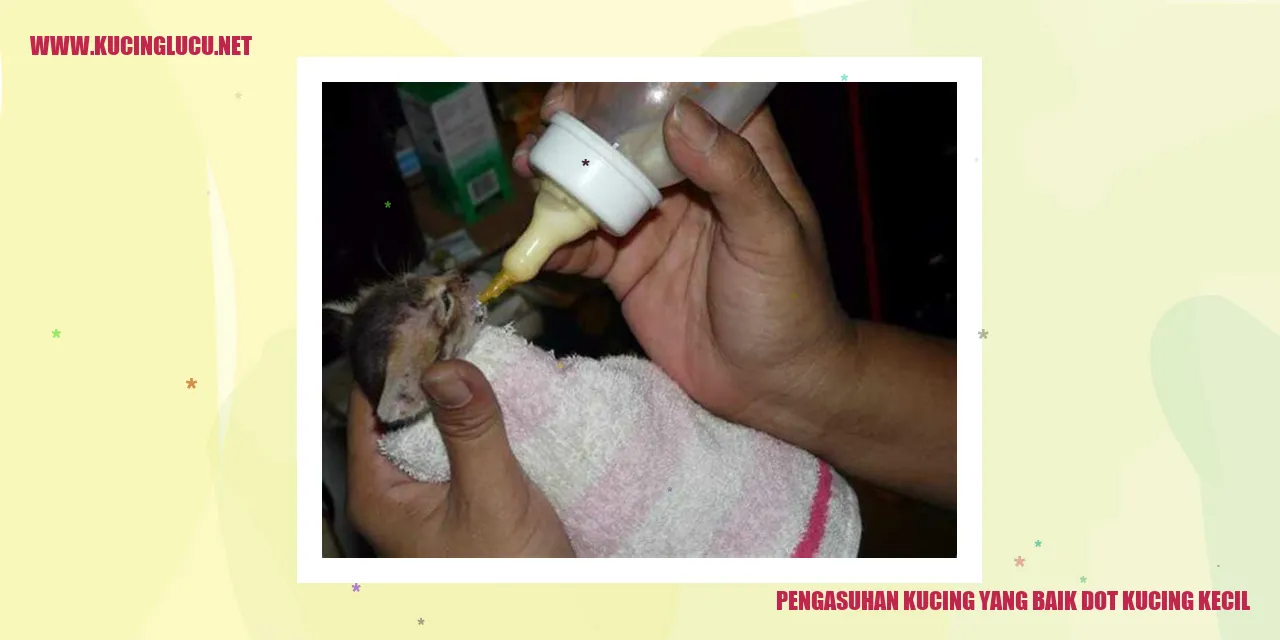 Gambar Kucing Mungil