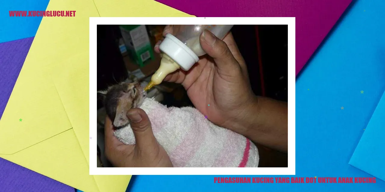 gambar kucing yang lucu