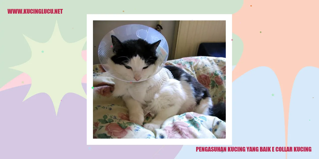 Gambar kucing menggunakan e-collar