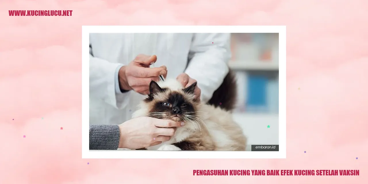 gambar kucing yang sehat