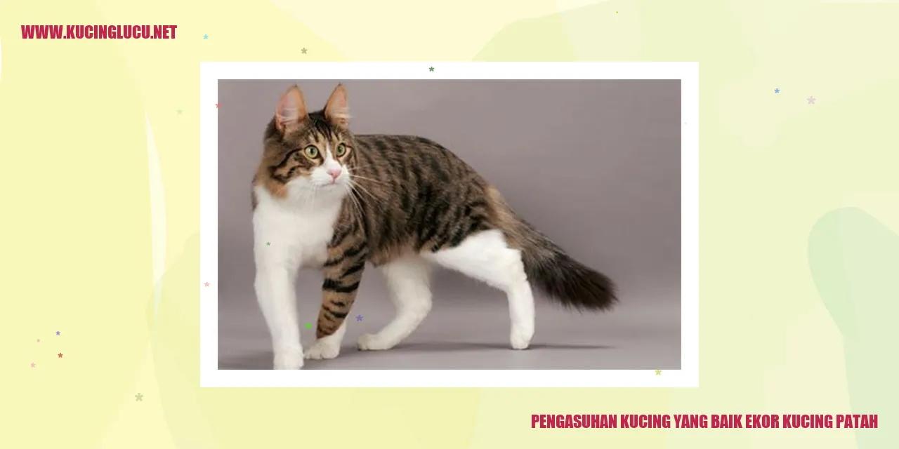 Kucing yang Mengalami Patah Ekor