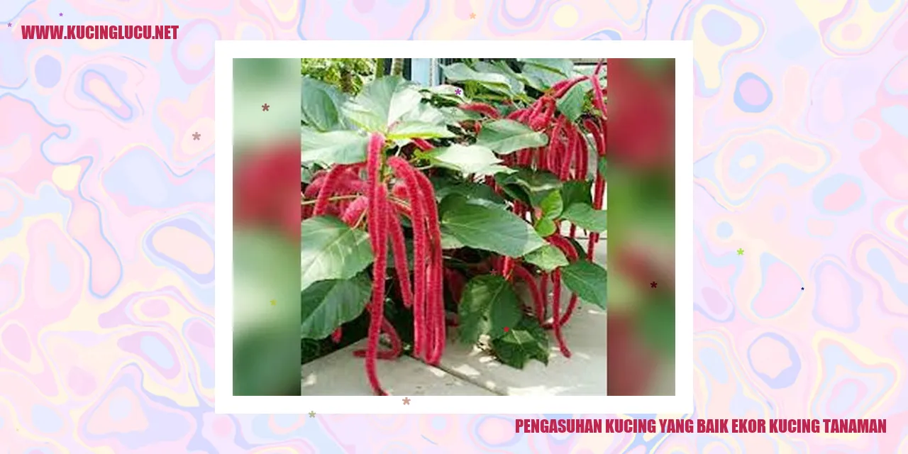 Pengasuhan Kucing yang Baik