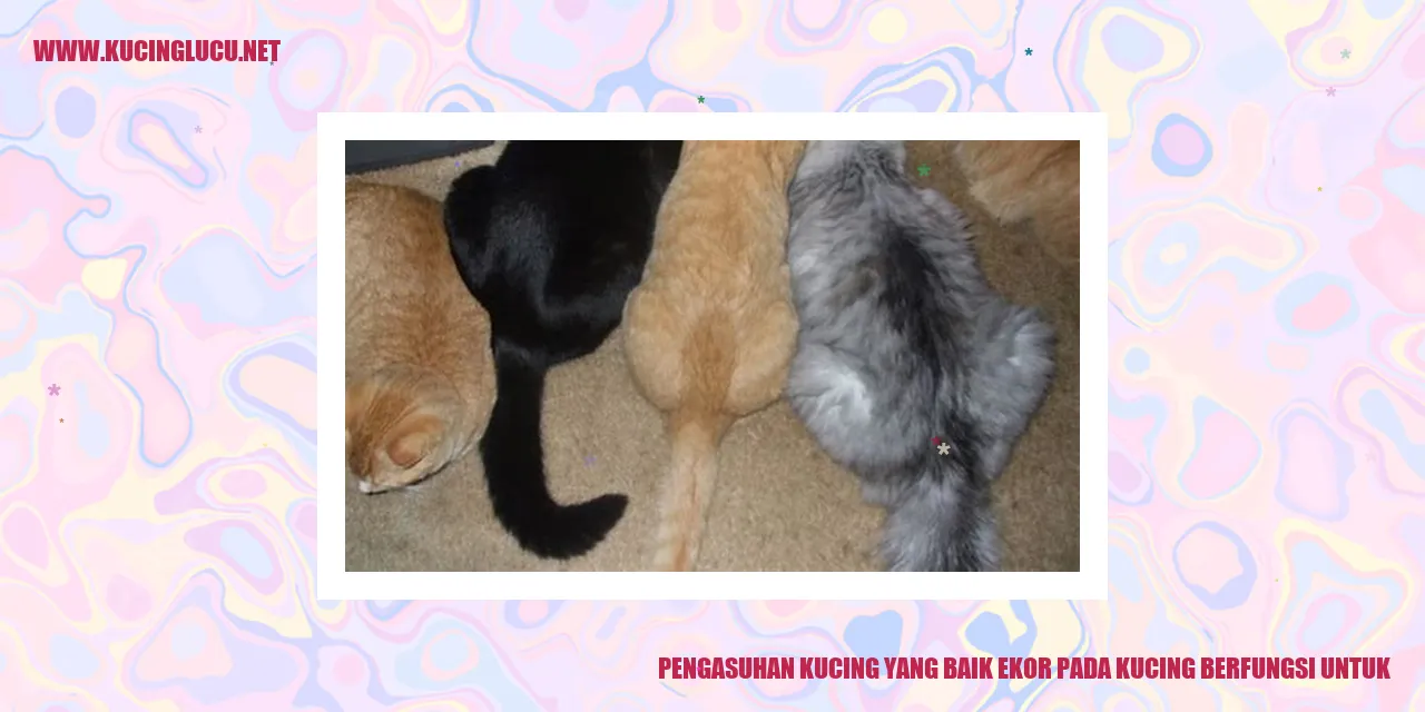 Kucing Lucu
