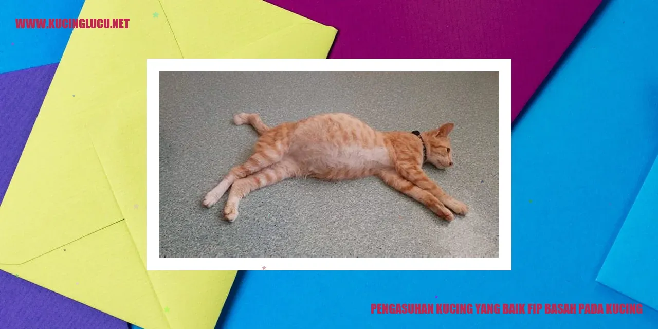 Kucing Lucu
