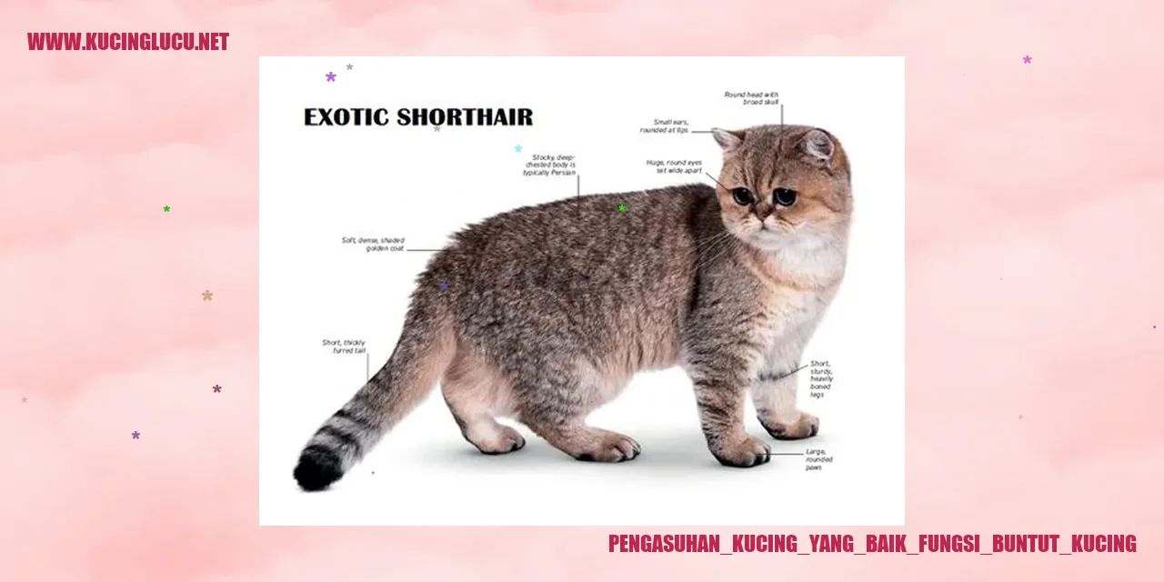Kucing dengan Buntut yang Indah