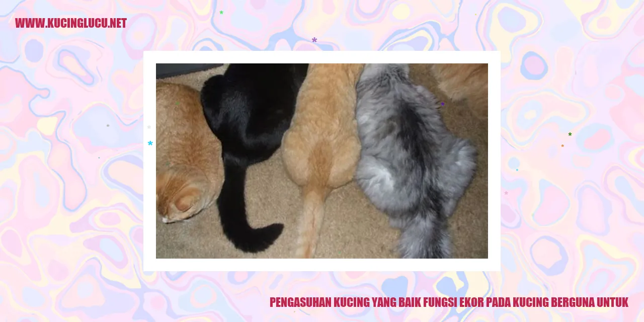 Gambar Kucing dengan Ekor