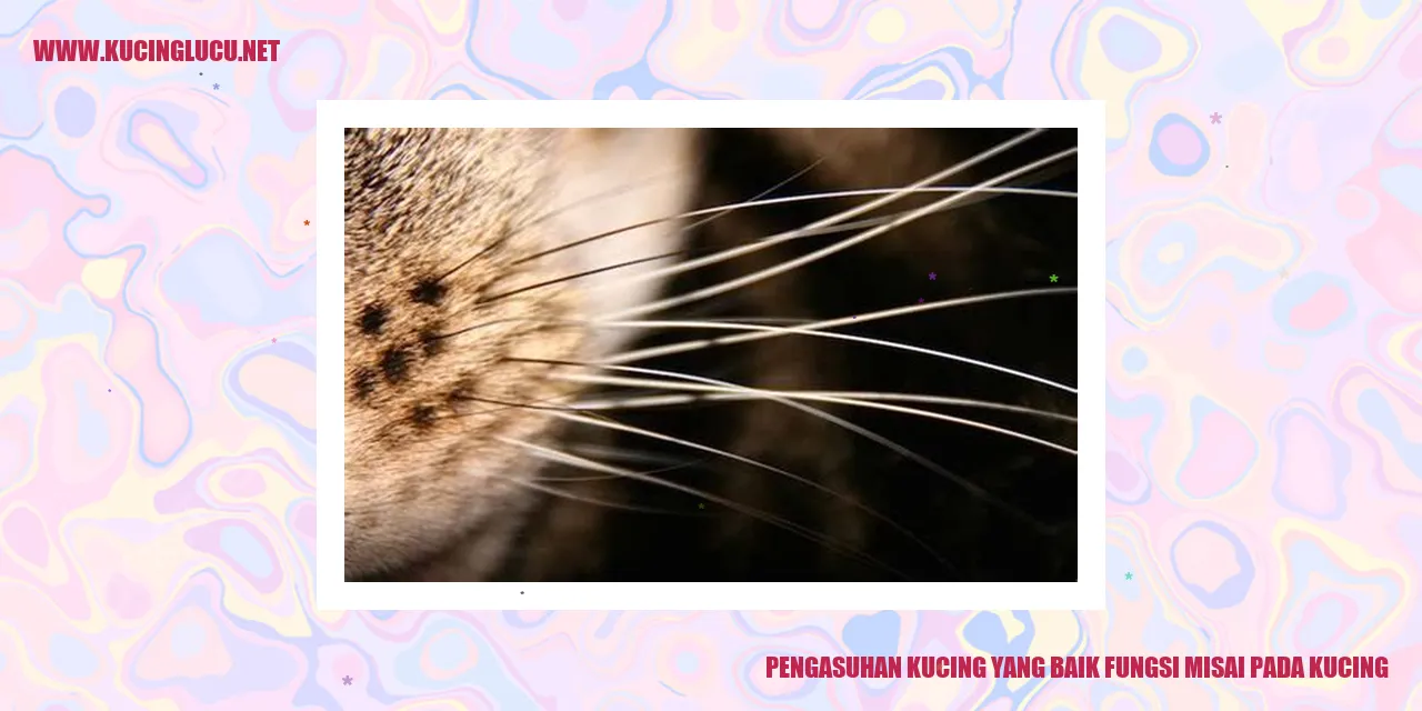Peran Misai pada Kucing