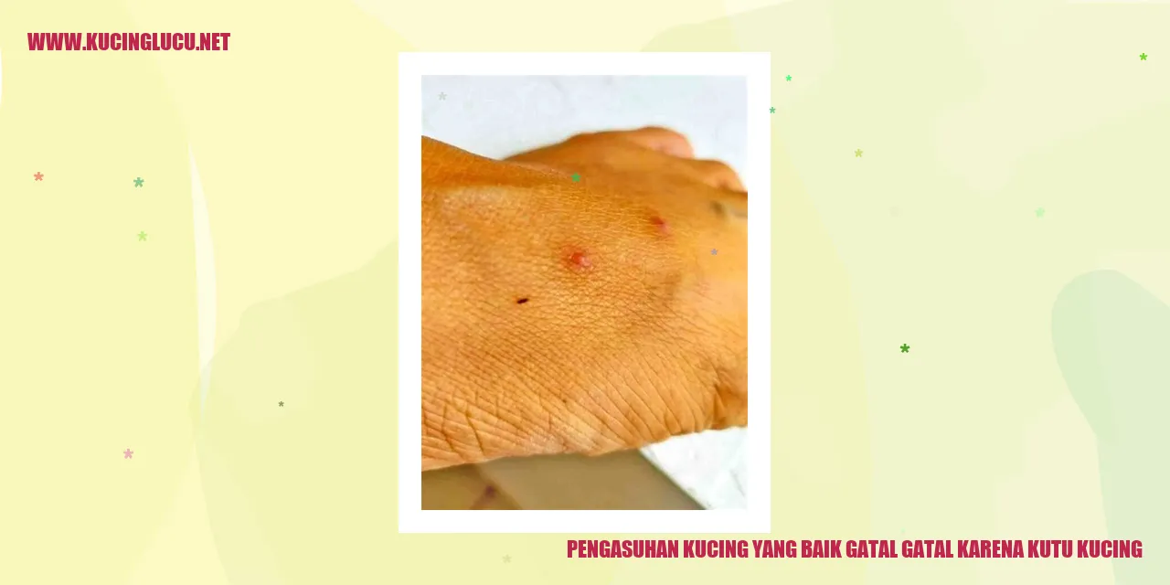 Kucing Gatal-gatal karena Kutu Kucing