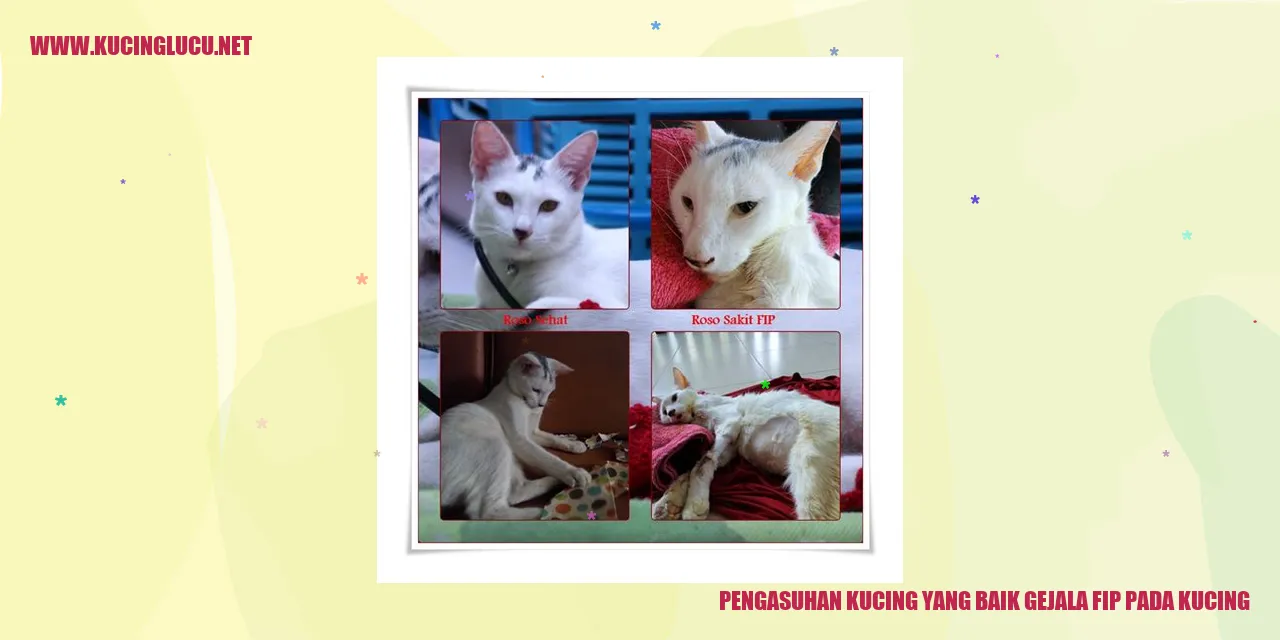 Kucing Montok