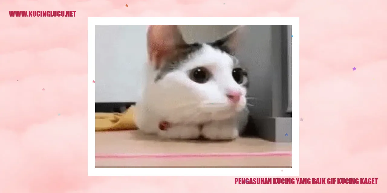Foto kucing kaget