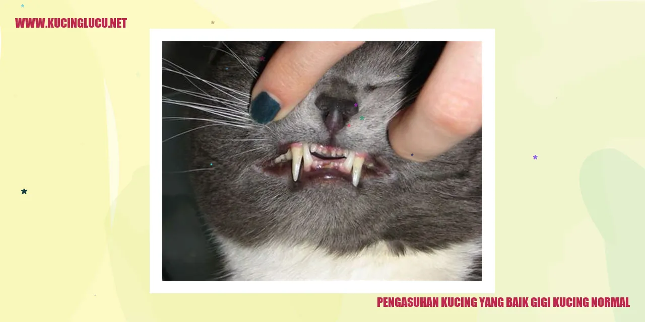 gambar kucing