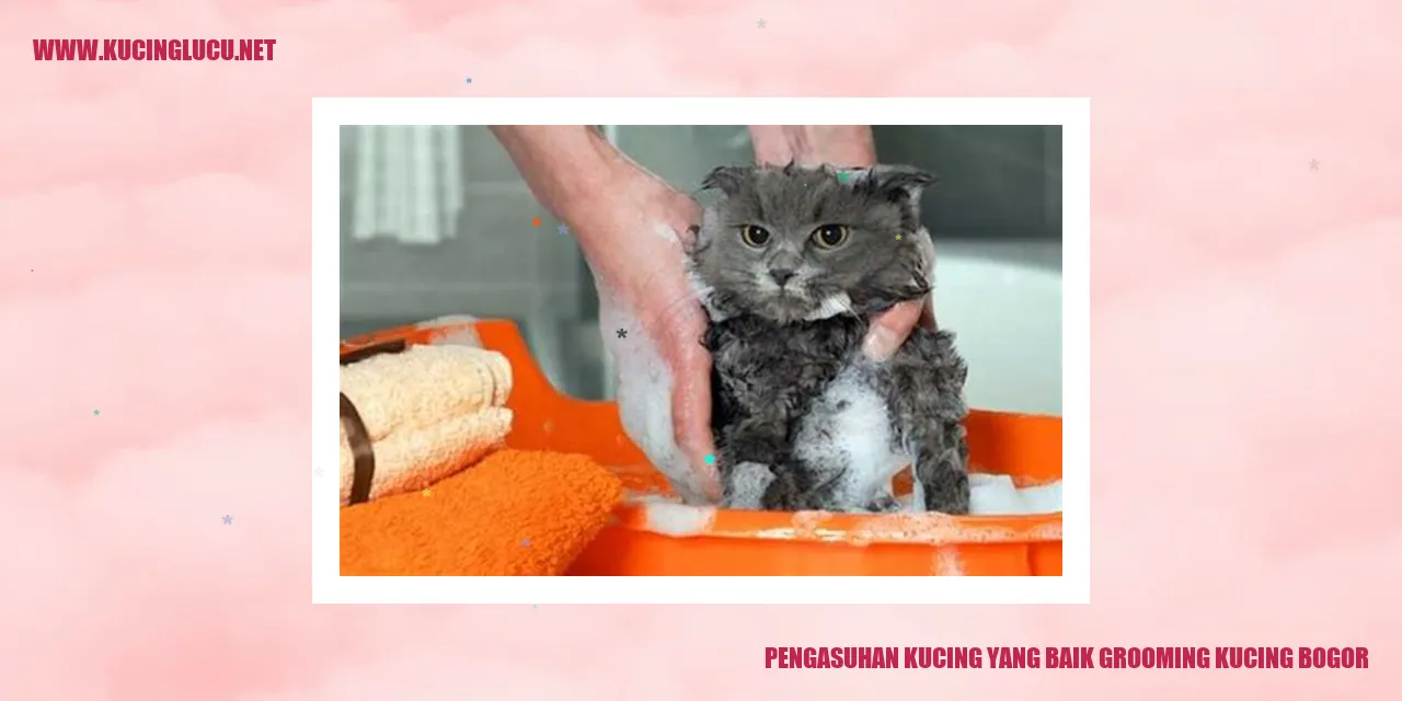kucing sedang dirawat