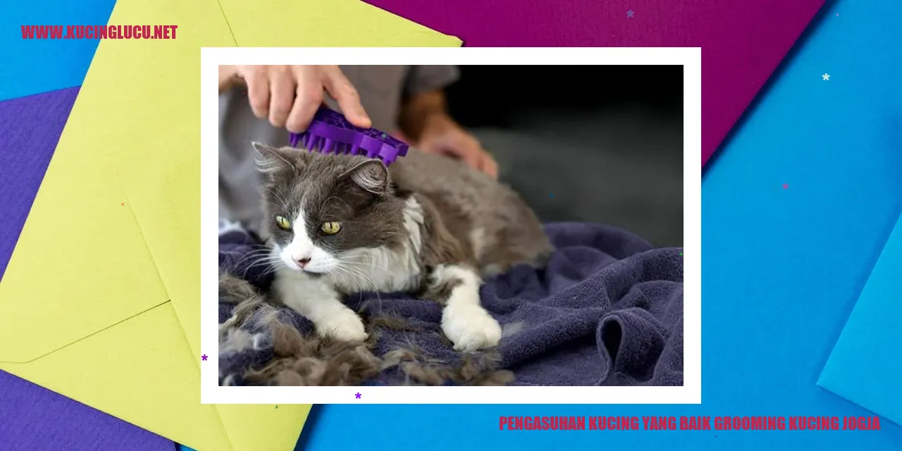 Grooming Kucing Jogja