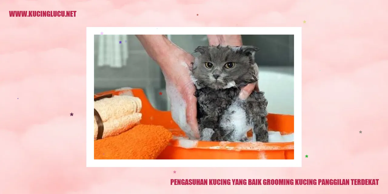 Grooming Kucing