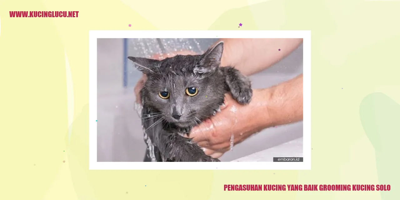 Kucing yang sedang digrooming