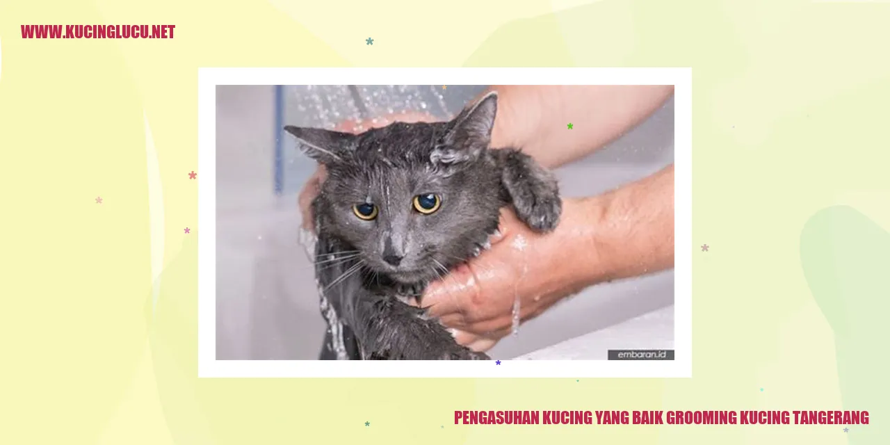 Kucing yang Sehat dan Terawat