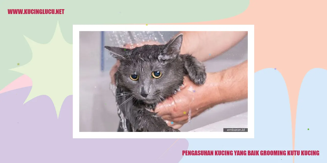 Kucing yang sedang digrooming