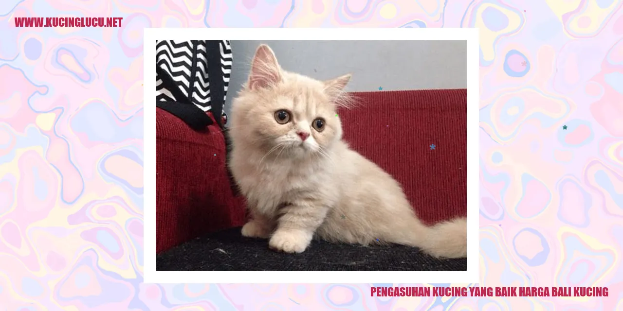 Gambar Kucing Lucu