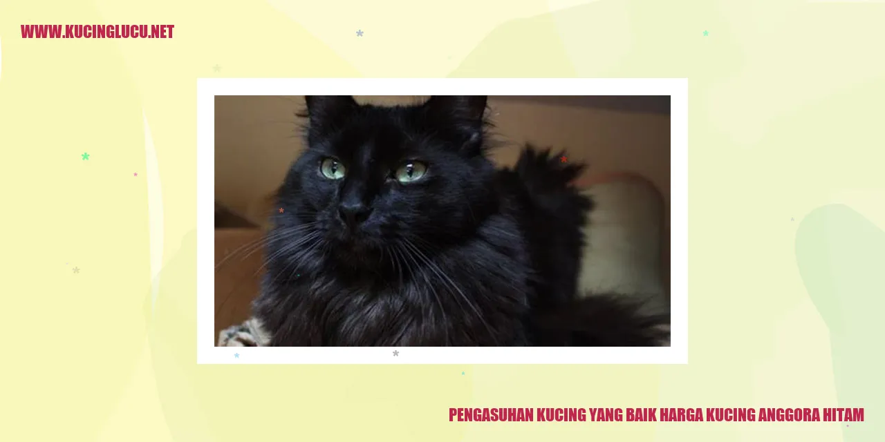 Kucing Anggora Hitam