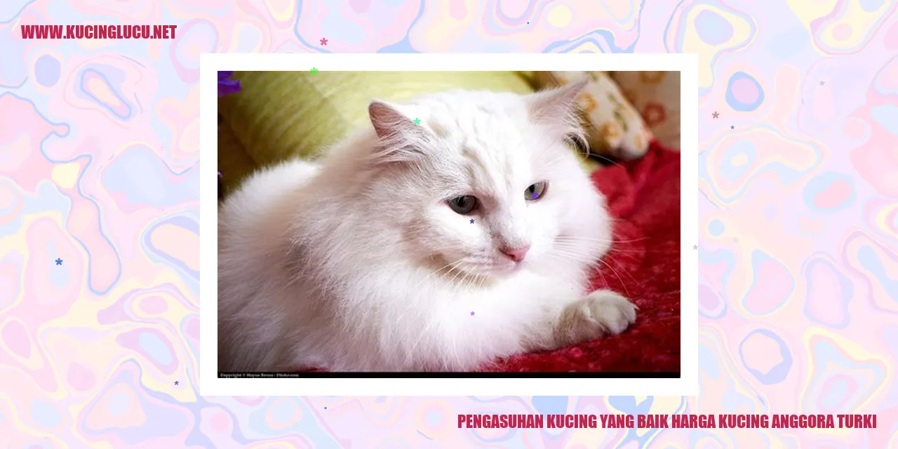 Kucing Anggora Turki